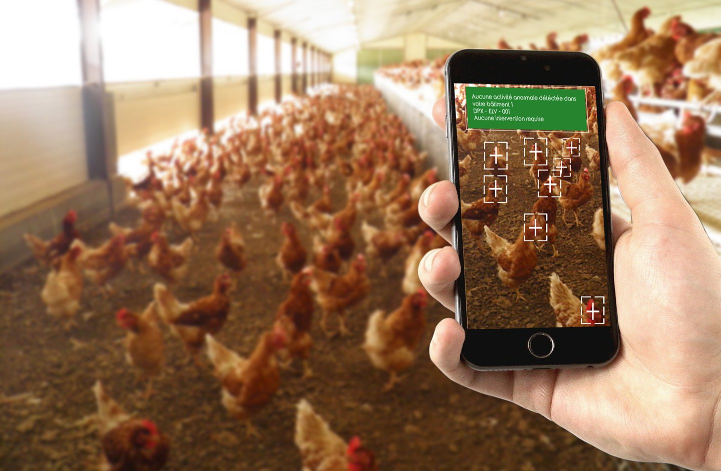 Comptage de poules avec un smartphone dans un élevage