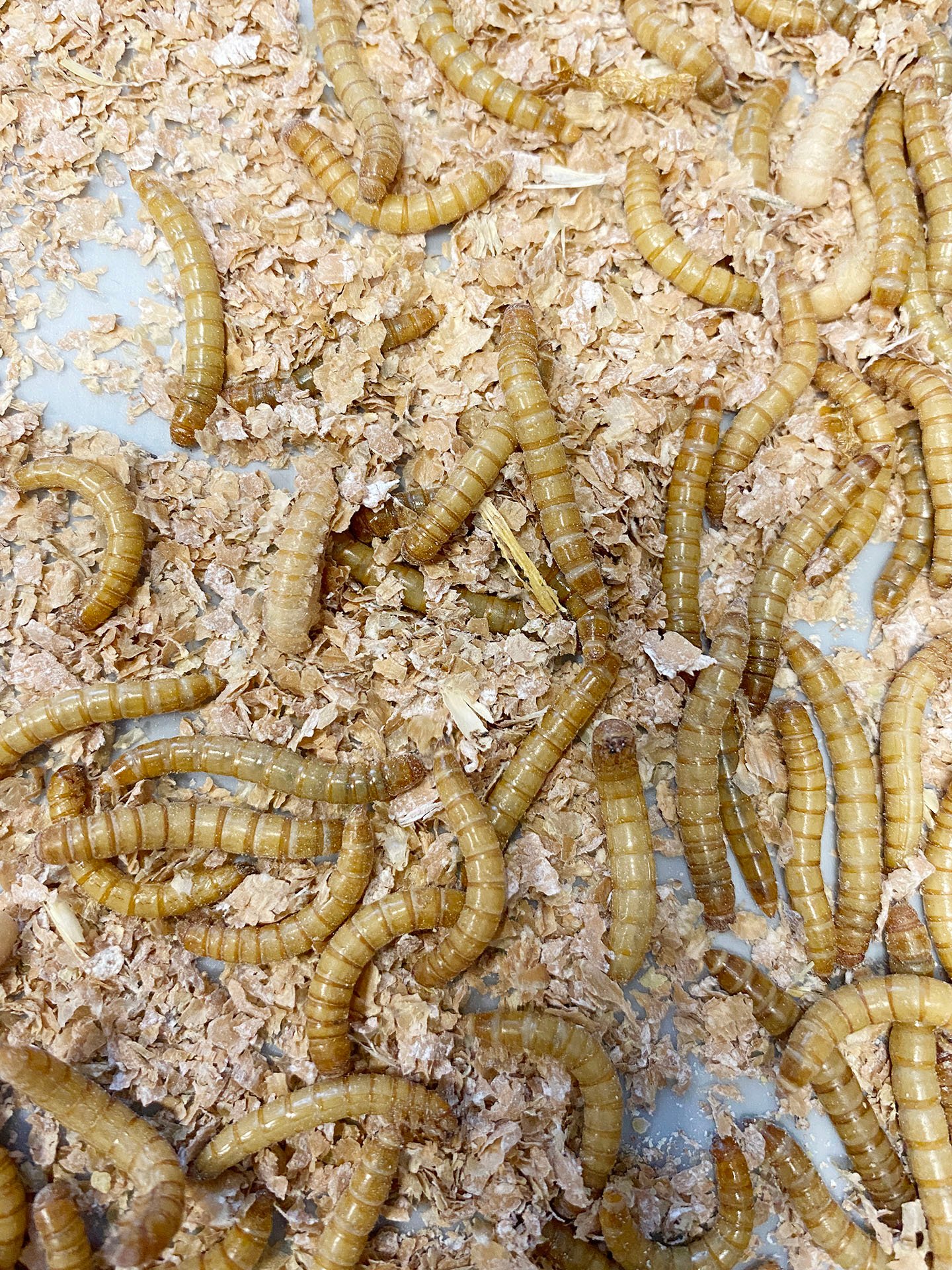 tenebrio-molitor-larvae-counting-dilepix