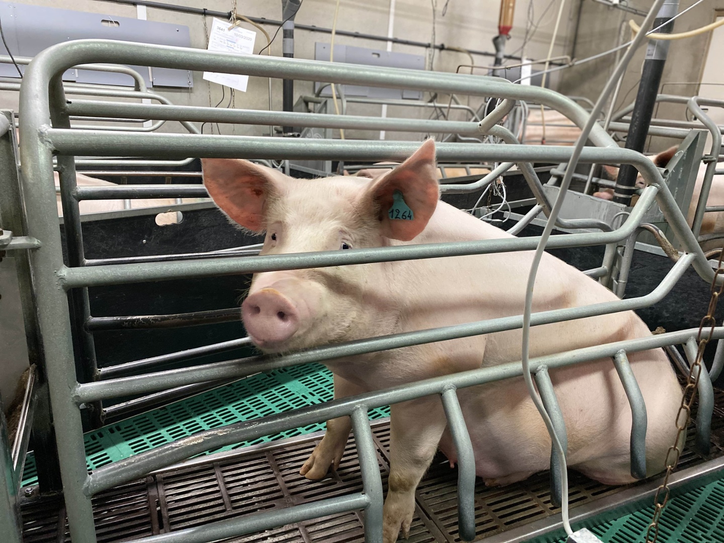 Sow in a breeding cage