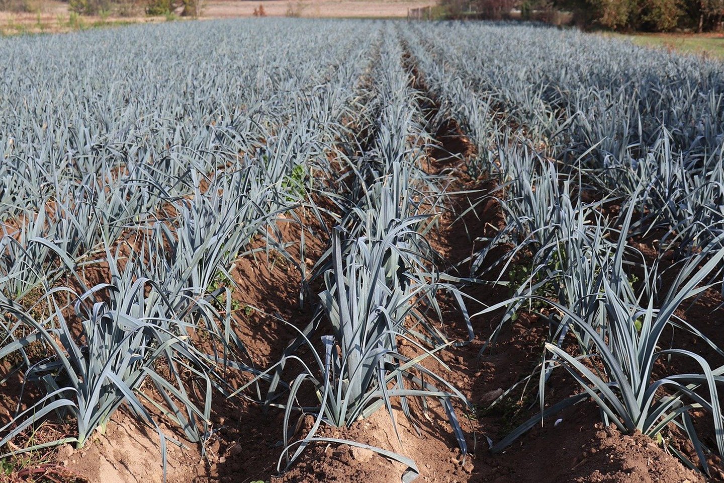 Production de poireaux