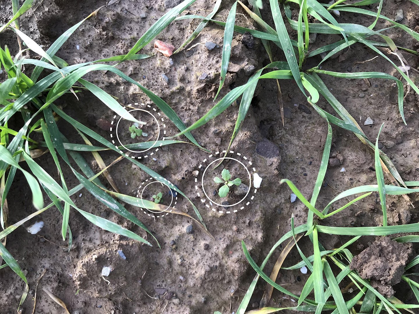  Detecting weeds in a wheat field