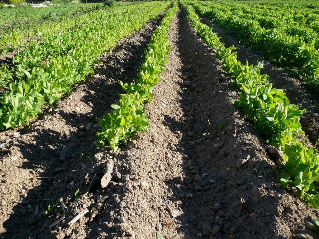  Market gardening-peas